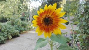 girasole
